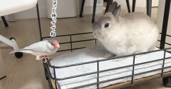 うさぎのルリと文鳥(8/21追記)