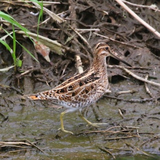 野鳥の観察を都内で