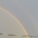 森の新しい仲間　ねこ