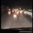 鹿とのカーチェイス映像、ガチでヤバイｗｗｗｗｗｗ「サンタクロース視点」「これがシカーチェイス」