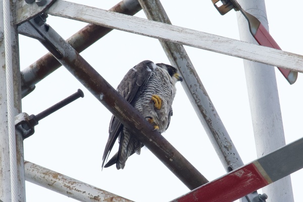 カーコ とさせて頂きます カーコとダンナのお出かけ写真