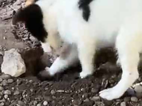 子犬が穴を掘っていた。あなたの為にホリホリ！ → お嬢様、準備が出来ました…