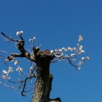 ちょっと幸せ、ずーっと幸せ