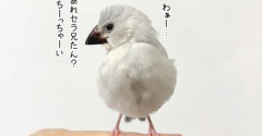 カエルの止まり木？