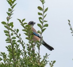 2026年10月4日の野鳥公園