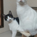『今日のにゃんこ🐱』の画像