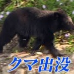 【岩手・岩泉町】クマに襲われたとみられる犬が死亡しているのを発見　傍らにはクマ