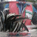 「背掛かりDNA鮎」放流 第3弾！！