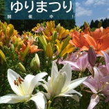 『【南くりこま高原一迫ゆり園で、ゆりまつり開催中🌸』の画像