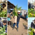 親子で『環境食農育』仙台まなびプロジェクト第12弾
