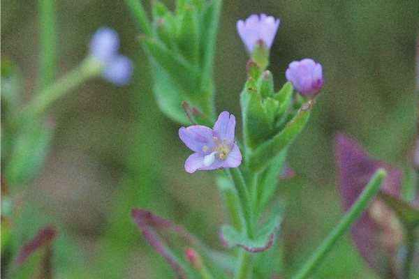 山野草の回り舞台 牡鹿半島周辺 アカバナ科