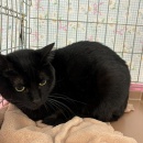 片付けたいけど＆週末ご飯