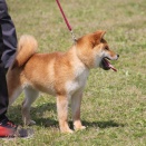 三河の航空号【三河豊橋荘】