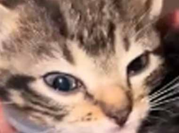 【子猫ヤバい】 小さな容器にカリカリが入っていた。むっちり！ → 子猫はこうなった…