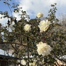 新雪🌹名前通り真冬の女王かも、バナナ入りパン