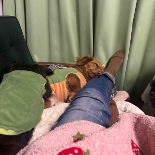 メルロコ一家の横須賀ストーリー