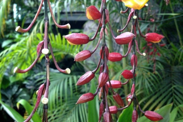 Maisontoutob 東京植物図鑑