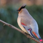 『投稿：BORG89EDによる野鳥6態　2021/02/13』の画像