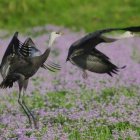 『投稿：レンゲ畑のナベヅル達【追記】2025/05/28』の画像