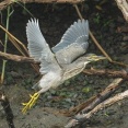 2025年7月16日の野鳥公園