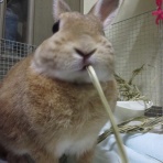 うさぎ姫のつぶやき