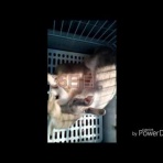 ダイさん の うさブロ　（ダイさんとウサギさんのブログ）