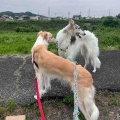 朝の仲良し兄弟。