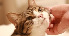 手が好きな猫。