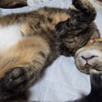 馴れていない成猫の幸せへの道