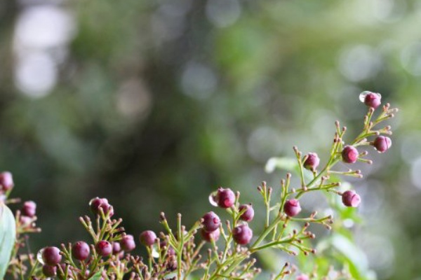植物のある暮らし 21年11月