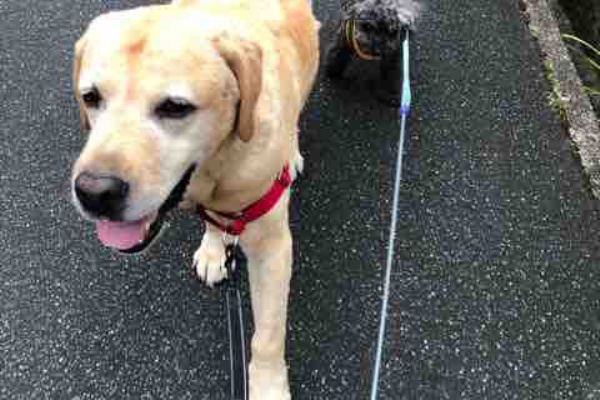 毎日 ももたろう