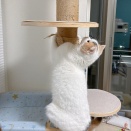 ハムカミガール