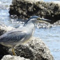 2026年6月17日の野鳥公園