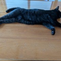 なが～い　かえでちゃん