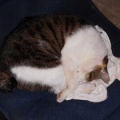 猫に小判を与えたら。 埋蔵金:千九百弐拾四両 行きはせずぅ居るには居るぅがぁ・・・。