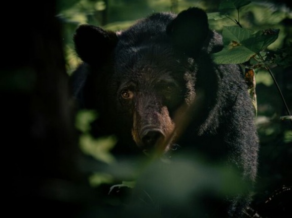 実際、山で遭難して野営しようとしたらクマに遭遇した場合どうすればいいの？