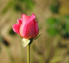 日本、「対抗措置」外務省、中国の身勝手情報へファクトで反駁　嘘情報流す「目的は何か」