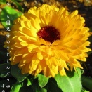 冬旱とどんぐり