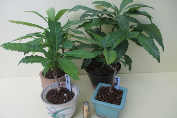 山桃(ヤマモモ)盆栽 SS006 ヤマモモの苗｜タキイネット通販【公式】