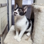 募集猫たち