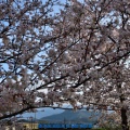 近江鉄道と桜①