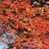 『安行散策　２０１６．１．４』の画像