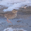 走るサバンナシトド Savannah Sparrow