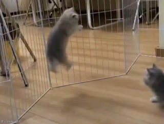 跳びはねて遊んでいた子猫が…次の瞬間に熟睡する