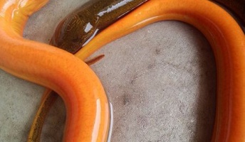中国・湖北省 ゴールデンタウナギを発見、食用も可能