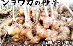 関西最大級の園芸会社 国華園 畑から台所まで