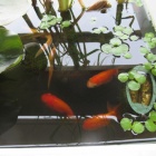 メダカと混泳するドジョウのオススメは それはシマドジョウ 虎ノ門虎之助のベランダ ラボラトリー Ft メダカ