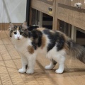 三毛姉妹🐈