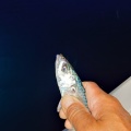 6月14日 近海半日SLJイサキ 早朝午前便