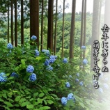『神のご加護か？』の画像